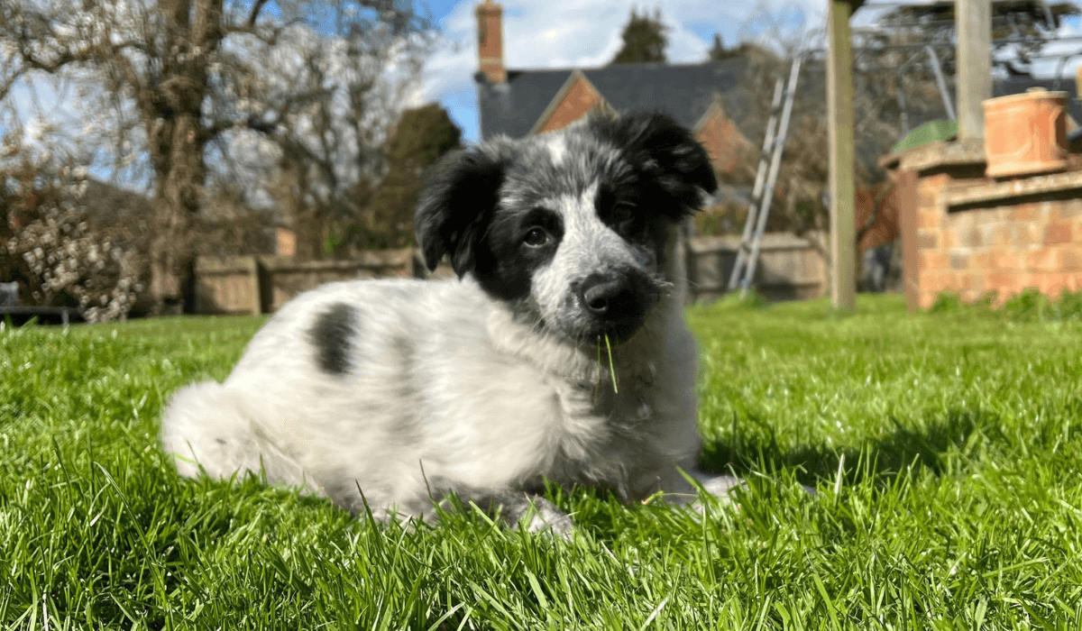 Should You Get a Puppy?