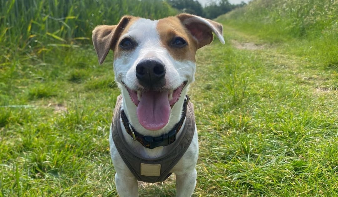 Doggy member Dougie, the Jack Russell Terrier enjoying his walkies