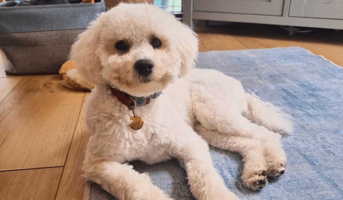 Looking for a dog sitter in Liverpool?