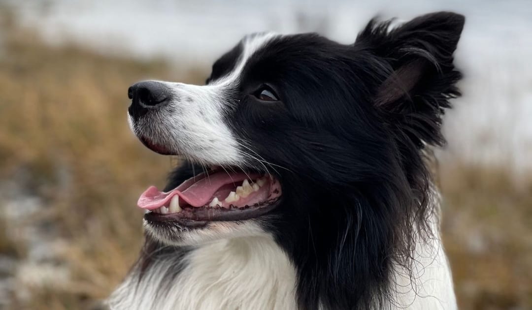 Doggy member Sherlock, the Border Collie, enjoying a walk with their borrower