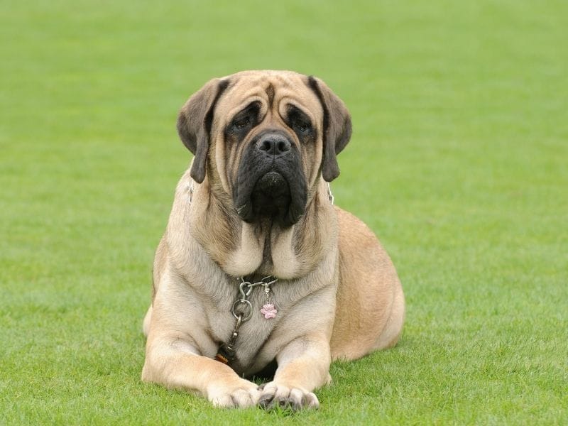 Mastiff Dog Breed Guide: Care, training and fun facts