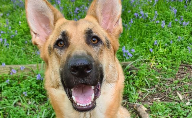 Doggy member Sapphire, the German Shepherd Dog sitting happily
