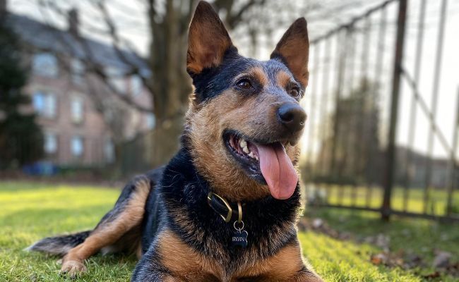 Doggy member Irwin, the Australian Cattle Dog