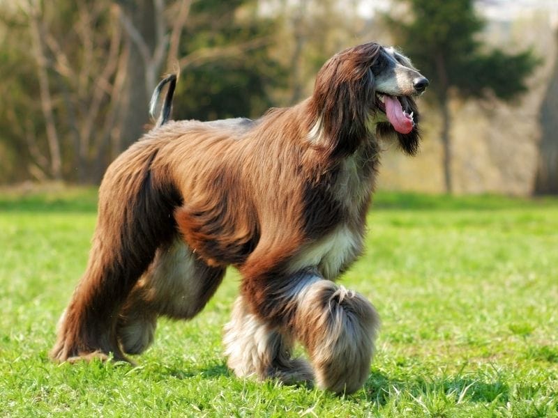A happy Afghan Hound running across a green field on a cool summer's day