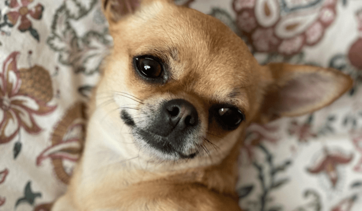 A close up of the face of a cute golden Chihuahua, looking content