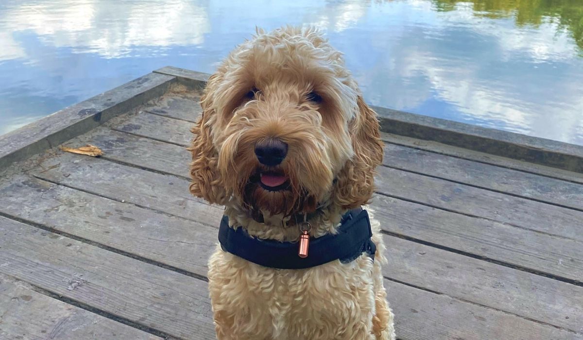 Dog friendly places to eat in Dundee