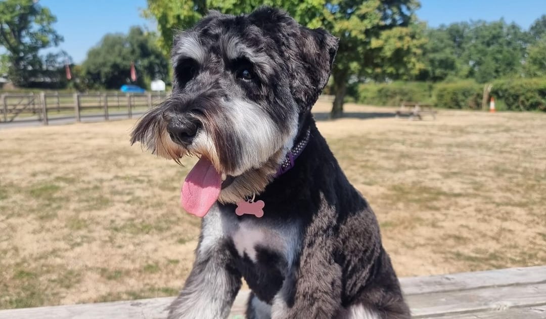 Sweet doggy member Willow, the Miniature Schnauzer, enjoying an afternoon