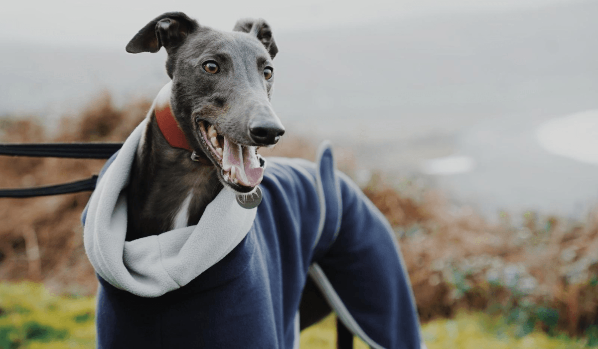 Top 5 Fastest Dog Breeds