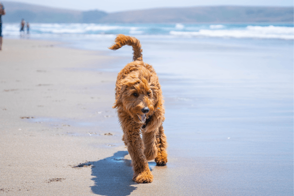 The BorrowMyDoggy Guide to a Dog Friendly Summer