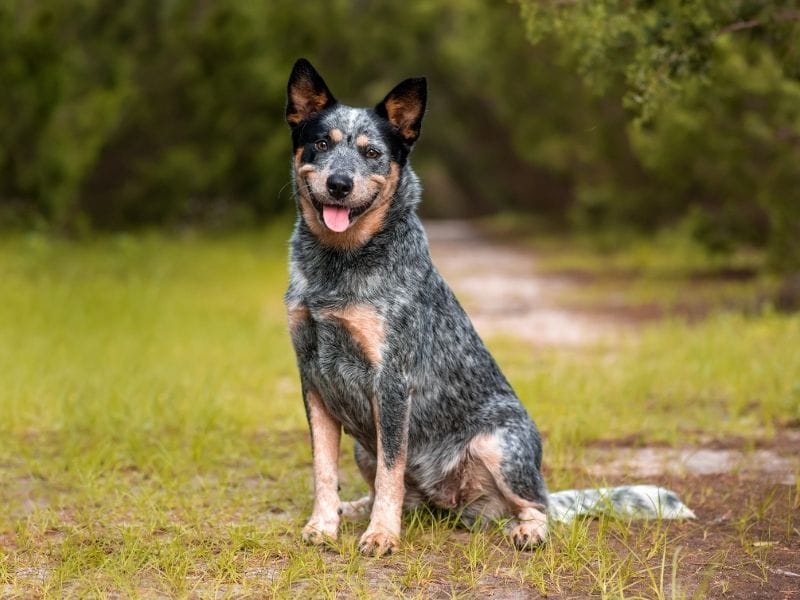 Australian Cattle Dog Breed Guide: Care, Training and Fun Facts