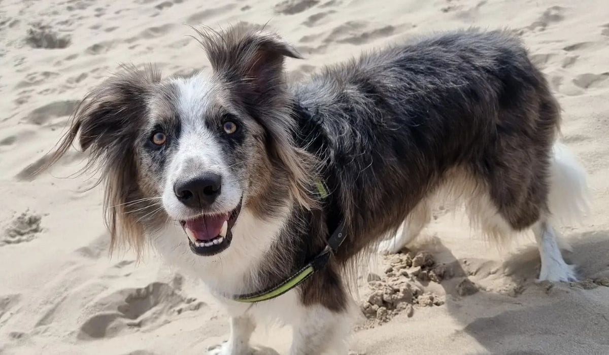 Dog Friendly Places to Eat in Colchester