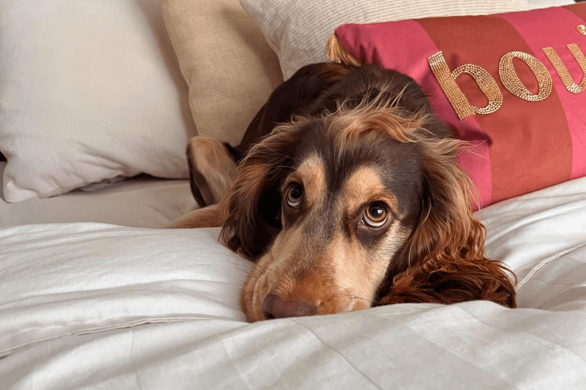 Tips for dogs on Bonfire Night: how to calm your dog during fireworks