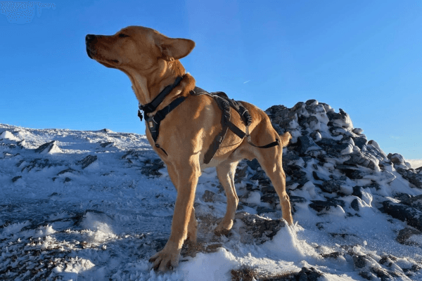 Ollie - Labrador Retriever.