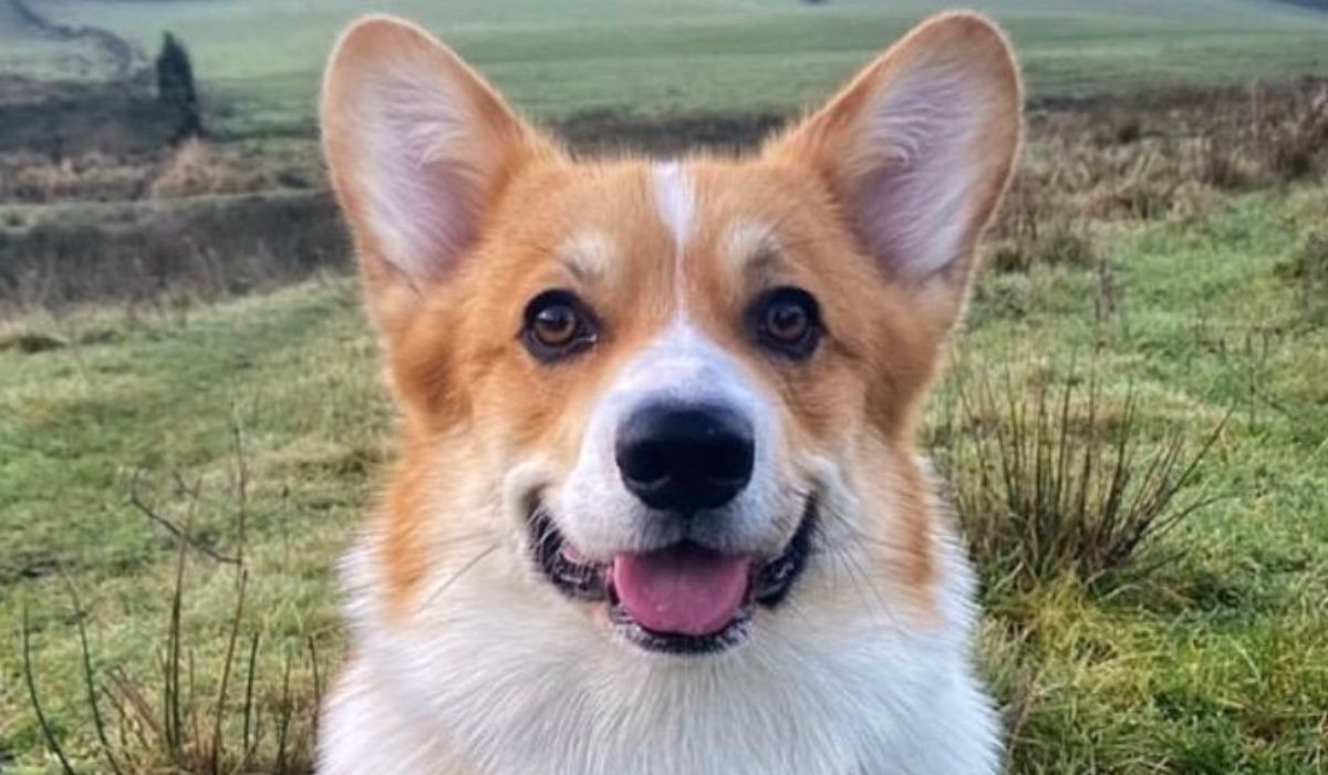 A happy Pembroke Welsh Corgi sitting on the moors