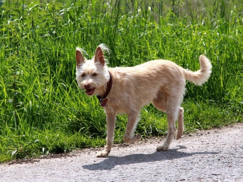 Portuguese Podengo breed guide: Care, training, and fun facts