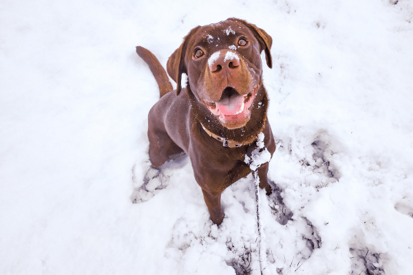 Groot the Lab Retriever playing in the snow