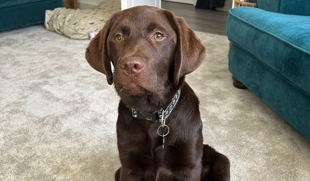 Doggy member Chester, the Labrador Retriever, sitting patiently waiting for a treato