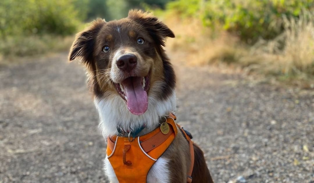 Doggy member Olive, the border collie, smiling on a walk