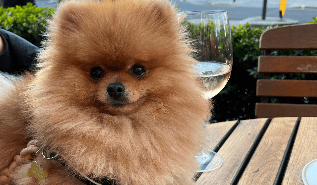 Dog friendly pubs & restaurants in Manchester