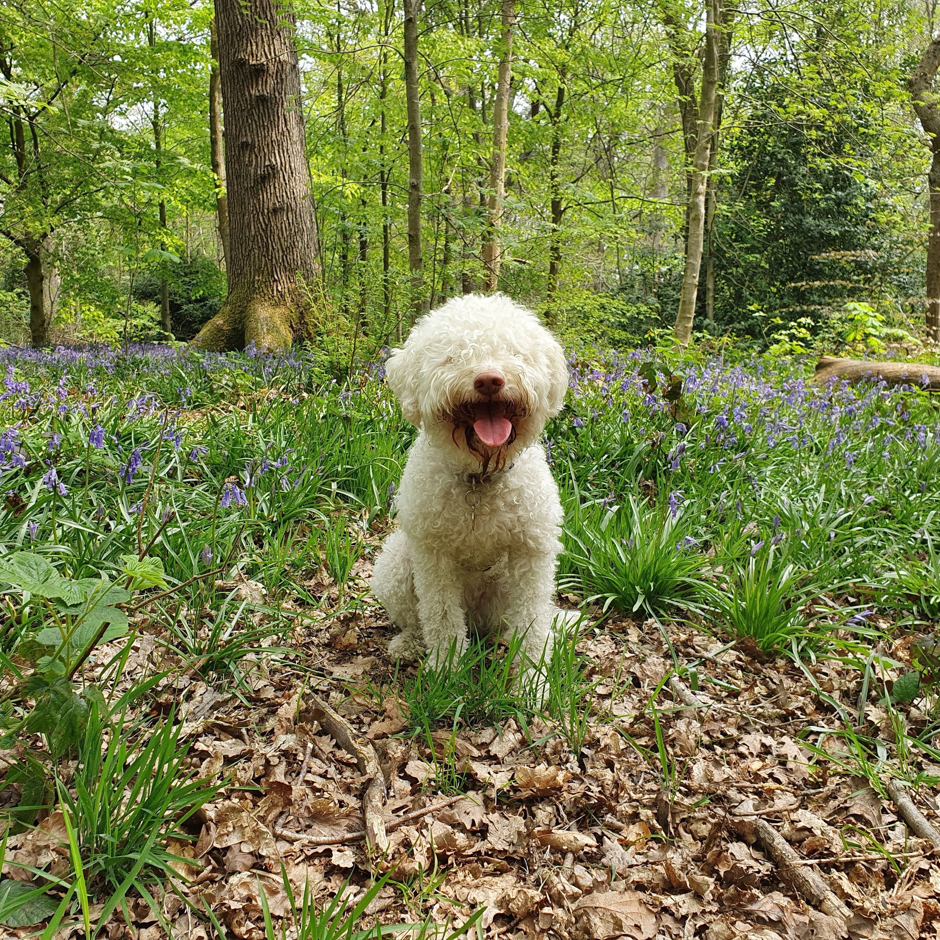 Lagotto Romagnolo Dog Breed Guide: Care, training and fun facts