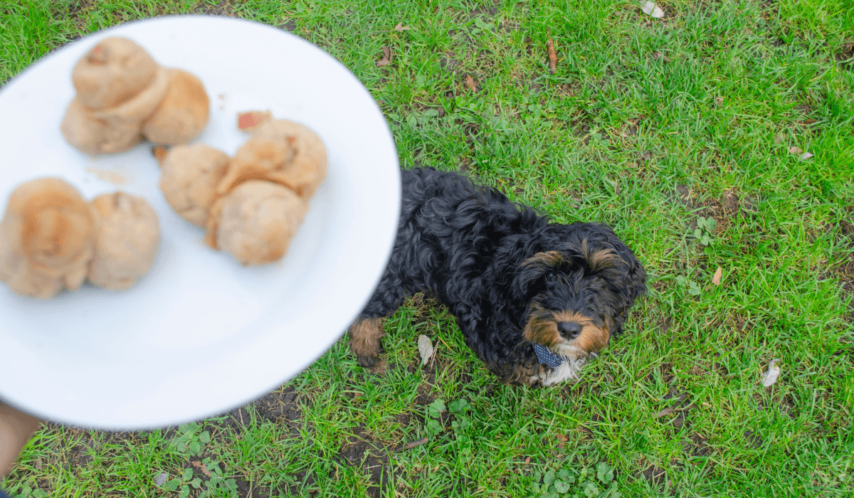 An adorable, fluffy, black pup with tan and white markings