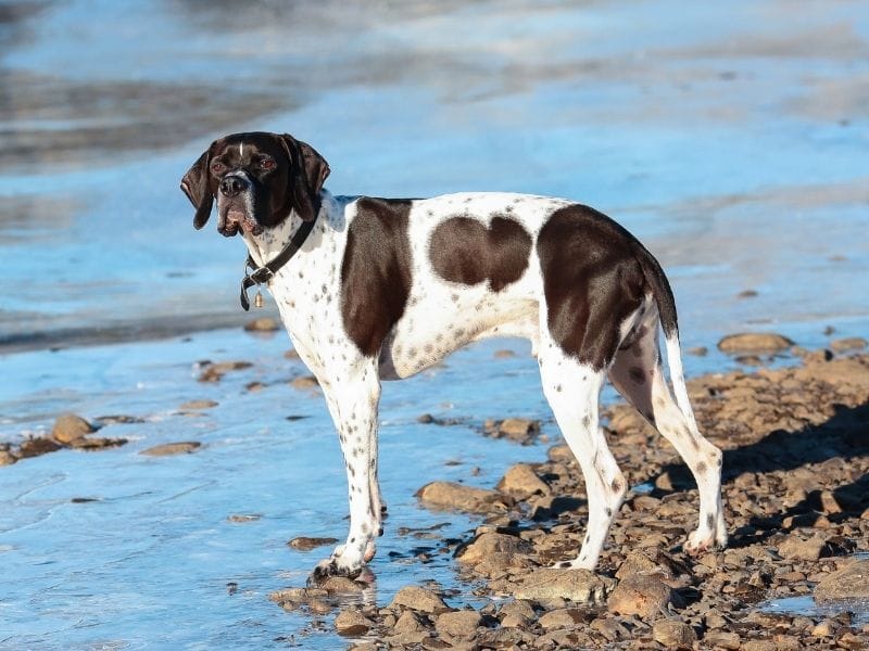 Pointer Dog Breed Guide: Care, training and fun facts