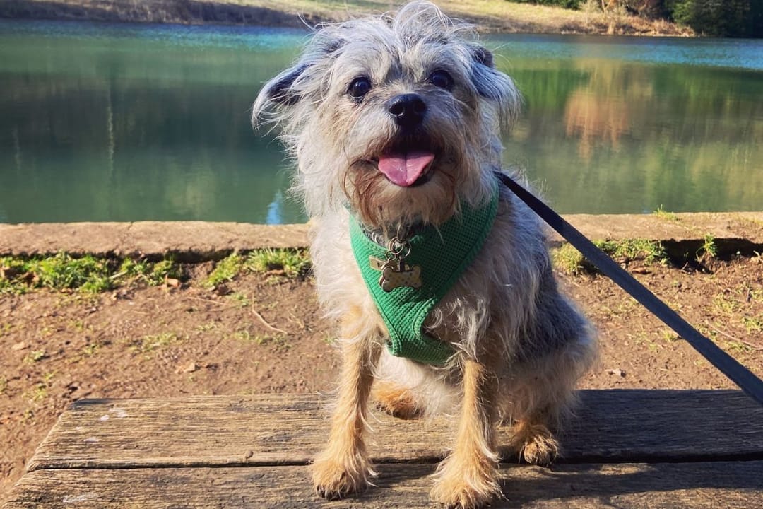 Doggy member Scout, the Border Terrier, enjoying a walk by the river