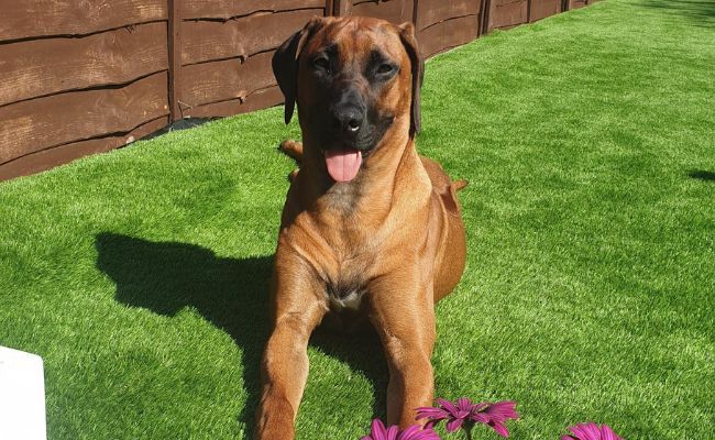 Doggy member Remi, the Rhodesian Ridgeback lying in the garden
