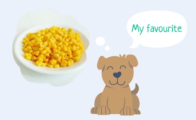 A dog daydreaming of enjoying some sweetcorn